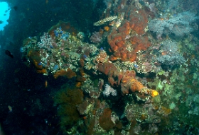 Bali 2016 - Liberty - Corail - IMG_5825_rc